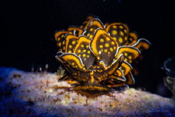 Cyerce nigricans
Nikon D500, Nikkor 60mm, Nauticam housi... by Julian Hsu 